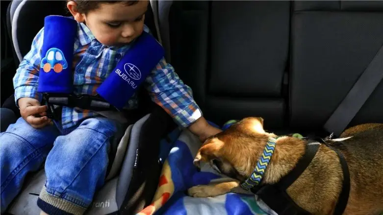 Niño pequeño en silla infantil de auto, acariciando a perro. Ambos sentados en los asientos traseros